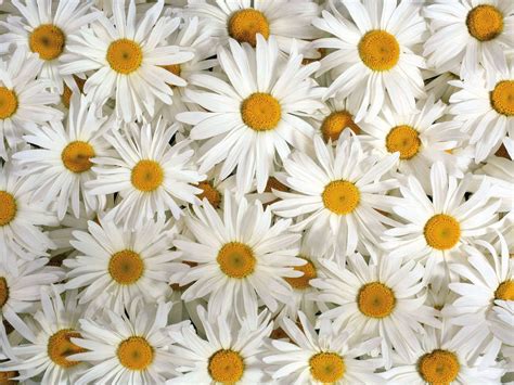 Free 22 Daisy Flower Wallpapers In Psd Vector Eps