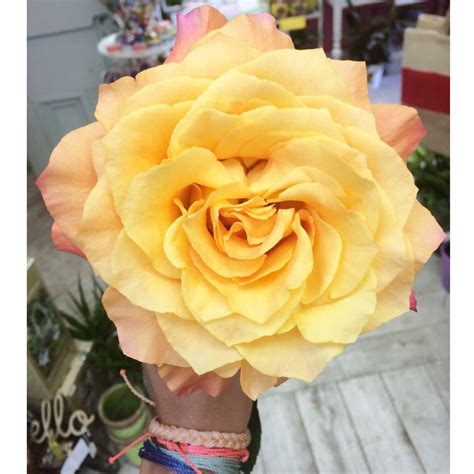 Breed, own & train horses like free spirit rose in derbyville! Free spirit rose | Free spirit rose, Rose, Flowers
