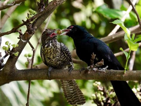 Asian Koel In Courtship Feeding Bird Ecology Study Group