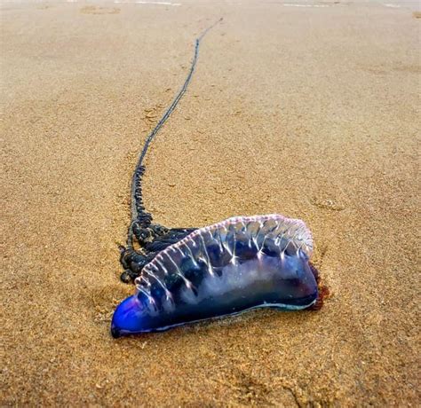 What Happens If A Dog Eats A Blue Bottle Jellyfish