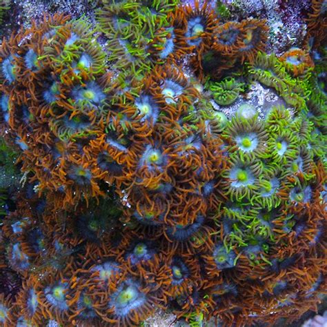 Multicolored Colony Polyp Saltwater Aquarium Polyps