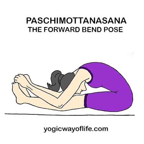 Paschimottanasana The Forward Bend Yogic Pose