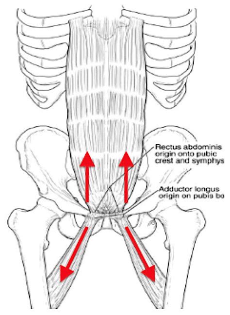 Groin Muscles Diagram Diagram Of Womans Groin Area Human