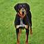 Transylvanian Hound Breed Guide  Learn About The
