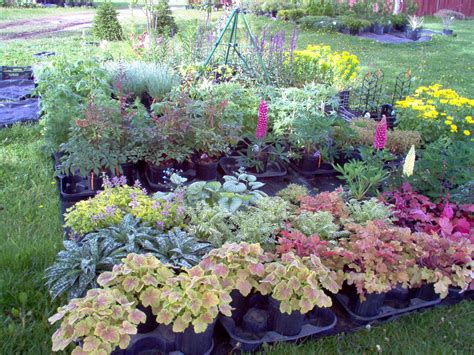Natural Perennial Plants For Shade Homesfeed