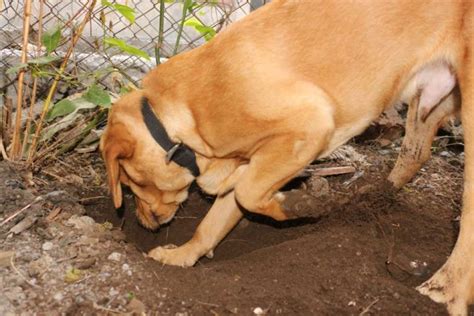 Why Do Dogs Dig Holes And Lay In Them
