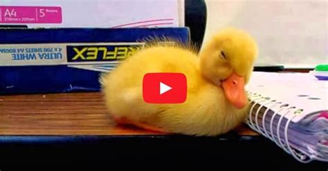 Baby Duck Falling Asleep Aww So Adorable Must Watch Video