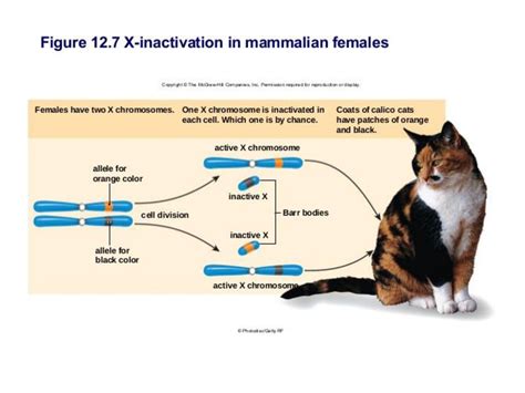 Chapter 7 Review Carrier Sex Linked Genes X Chromosome Inactivation