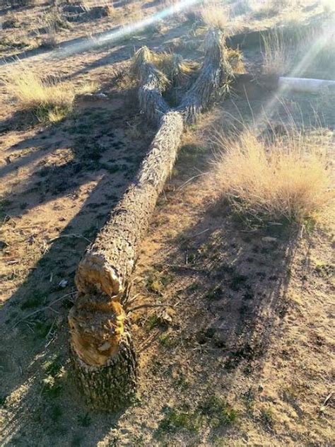 Joshua Trees Cut Down Desert Vandalized At Joshua Tree National Park