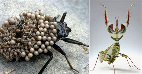 Of The World S Most Fascinating Yet Disturbing Bugs Elite Readers