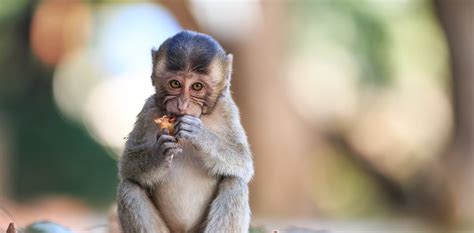 Can Monkeys Have Autism The Answer Could Help Us Understand What