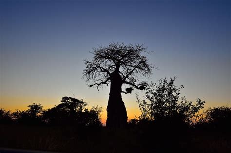 Baobab Mapungubwe Limpopo South Africa South African Tourism Flickr