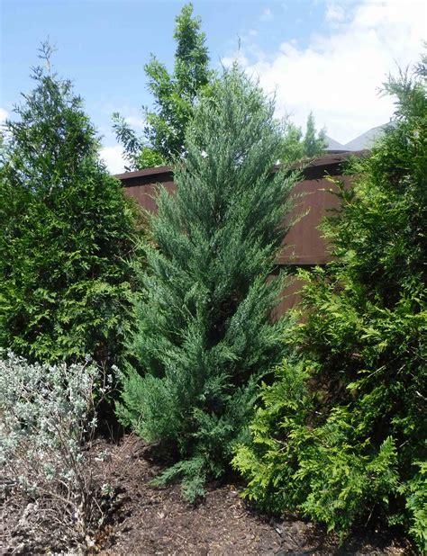 Burkii Eastern Red Cedar Tree Dallas Texas Treeland Nursery