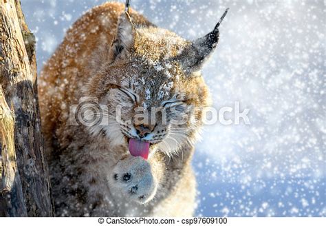 Lynx Portrait In The Snow Wildlife Scene From Winter Nature Wild