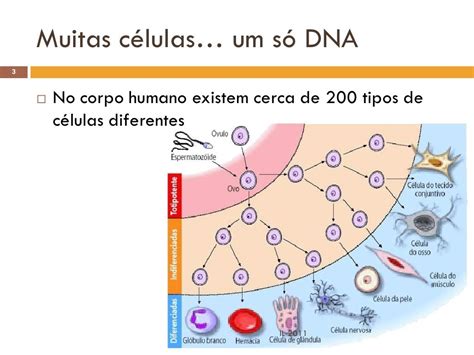 A Diferenciação Celular Constitui Um Processo Biológico Complexo E Vital