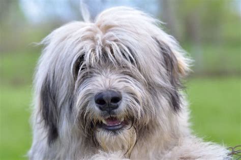 Ciobănesc Românesc Mioritic En Rumänsk Herdehund Hund24 Hund24