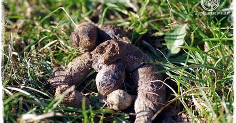 Wir zeigen ihnen wirkungsvolle hausmittel gegen unerwünschte katzen im garten. Pin di Garten