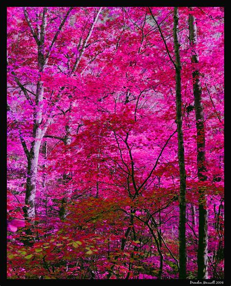 Pink Tree Wallpaper Wallpapersafari