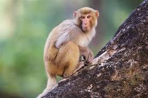 أنواع القرود المنزلية