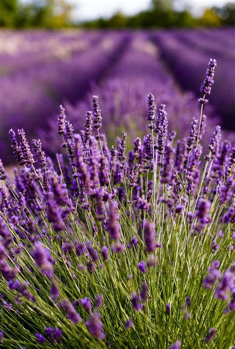 Field Of Lavender By Jr Photography Lavender Field Stocksy United