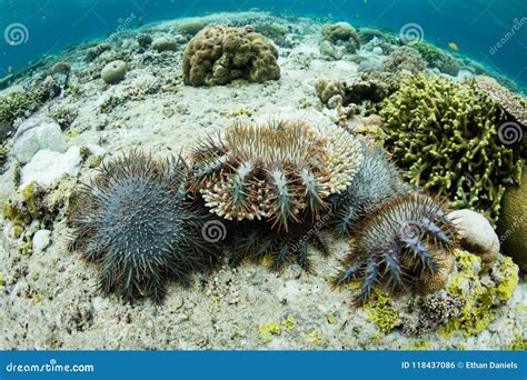 Crown Of Thorns Starfish Feeding On Corals Stock Photo Image Of
