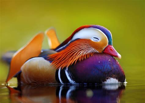 Meet The Mandarin Duck The Worlds Most Beautiful Bird 12 Pics