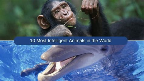 10 Most Intelligent Animals In The World Gobookmart