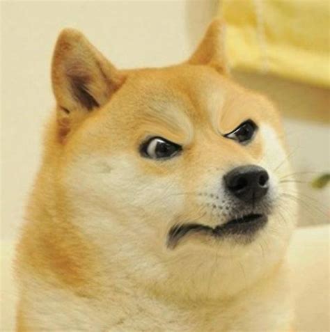 Angry Doge Doge Know Your Meme