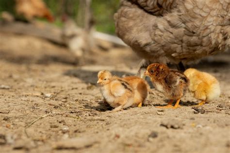 Premium Photo Chicken With Baby Chicks On A Farm