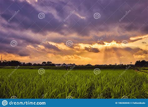 Sunset At The Rice Field Stock Photo Image Of Rice 186360046