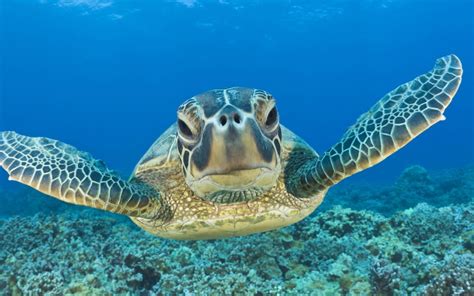 Baby Sea Turtle Wallpaper 55 Images