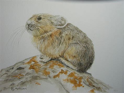 Pika Painting By Betty Mulligan