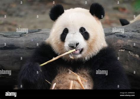 Giant Panda Eating Bamboowild Animals Stock Photo Alamy