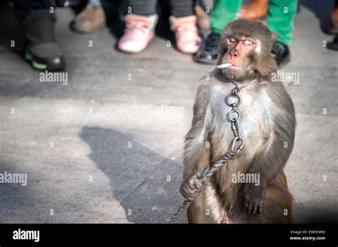 Smoking Monkey Hi Res Stock Photography And Images Alamy