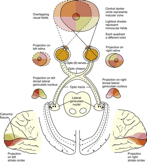 Visual Pathway Clinical Gate