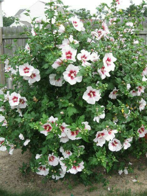 Rose Of Sharon 8 12 Tall 6 8 Wide Deciduous Blooms In Summer Full