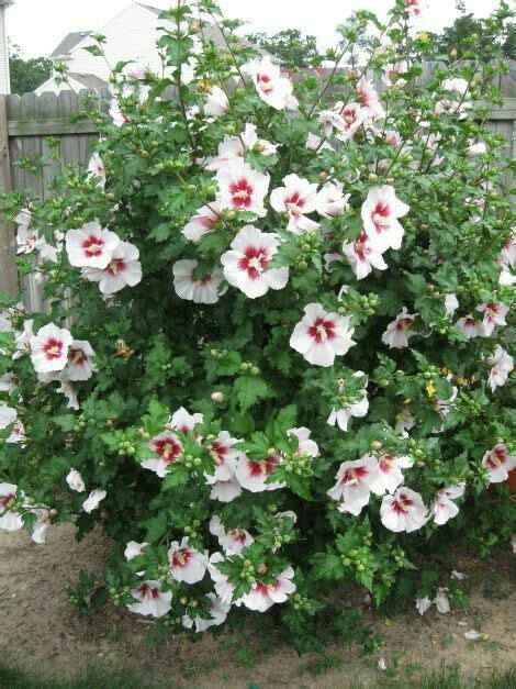 Most rose of sharon trees grow to be about 8 to 10 feet tall, with a spread of 4 to 5 feet. Rose Of Sharon 8'-12' Tall 6'-8' Wide Deciduous Blooms in ...
