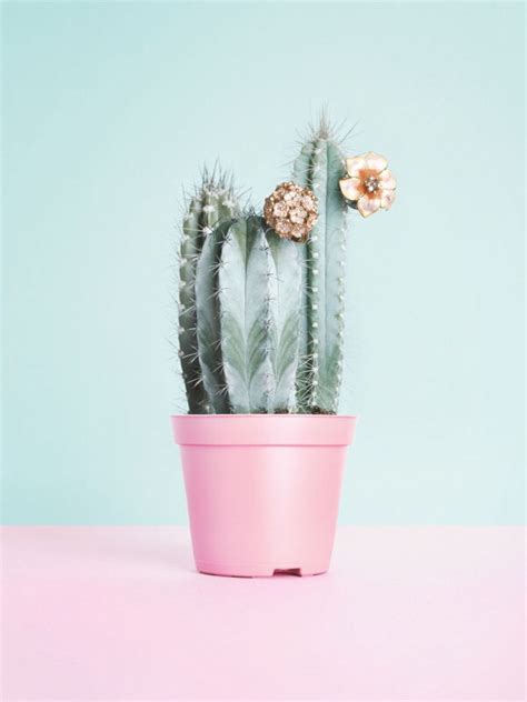 Cactus Are Aesthetically Beautiful Image 2708001 By