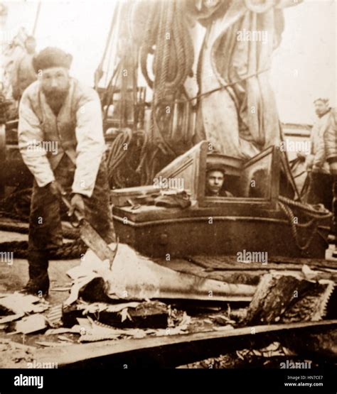 Whaling Ship In The Arctic Crew Removing The Whalebone Victorian