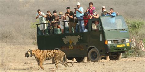 Obtén Turismo Aventurero Con The Tiger Safari Ranthambore Rajasthan India Tour Planner