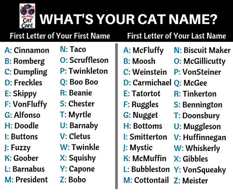 Whats Your Cat Name Orlando Cat Café