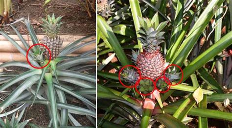 Pineapple Plant Complete Care And Growing Guide With Pictures