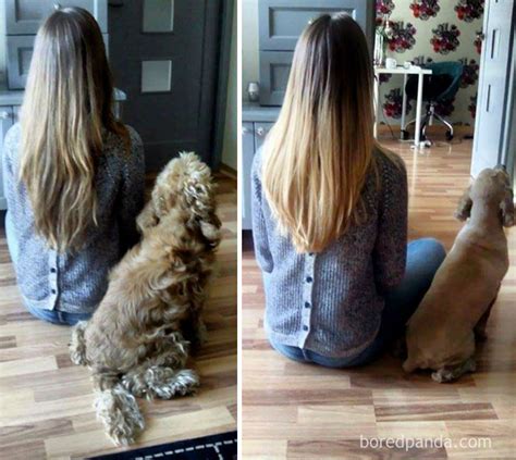 10 Dogs Before And After Their Haircuts Add Yours