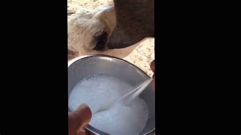 Oct 7 2016 Camel Milk Youtube