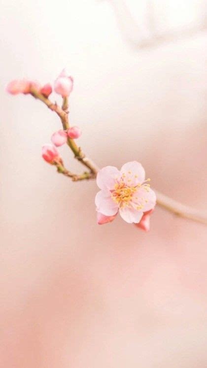 벚꽃 배경화면 73장 네이버 블로그 Cherry Blossom Wallpaper Spring Wallpaper