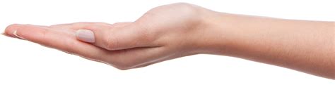 Each can be represented in preliminary sketches by oval shapes. Palm hands PNG, hand image free