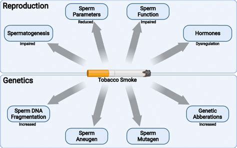 effects of tobacco smoke on male fertility and its impact on genome download scientific diagram