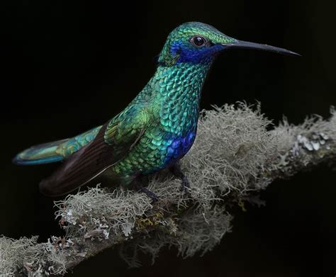 Sparkling Violetear Colibrí Coruscans Weird Animals Beautiful