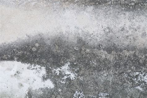 It is good to look carefully for the dark black patches of molds on walls. Can Mold Grow on Concrete? - Polygon Group