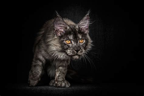 Maine coon cats are a wonderful breed. Mythical Beasts: Photographer Captures The Majestic Beauty ...